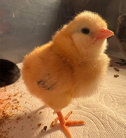 Improved Kienyeji Chicks (Various Ages)