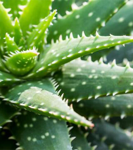 Aloe Vera Herb
