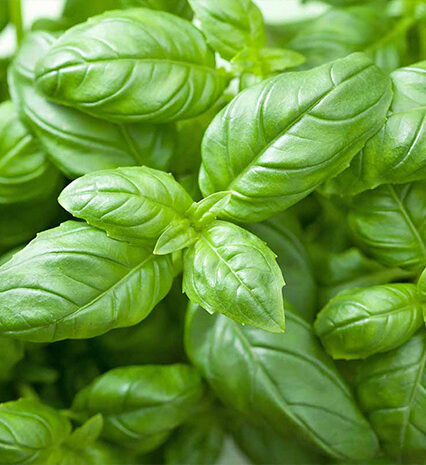 Basil Herbs