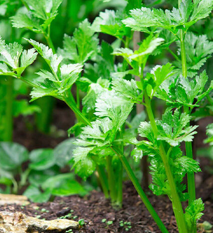 Celery Leaves