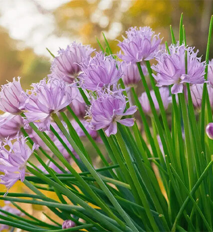 Chives Herb