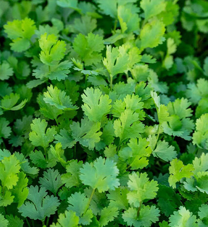 Coriander Herb