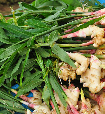 Ginger Herb
