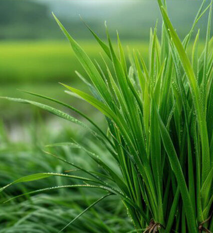 Lemongrass Herb