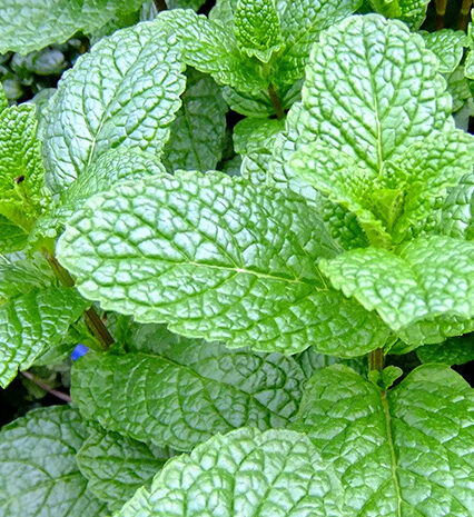 Mint Herbs