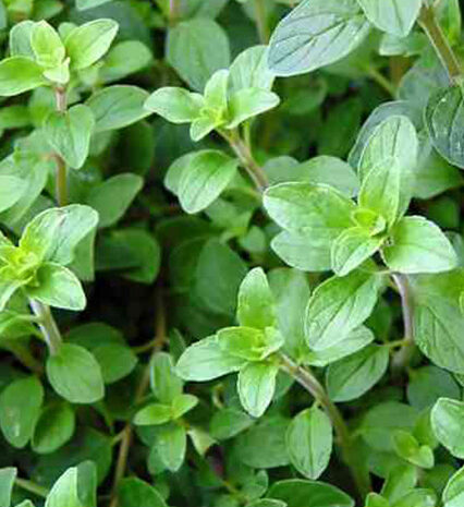 Orengano Herbs