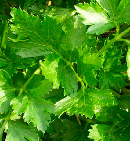 Parsley Herb