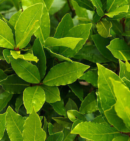Bayleaves Herbs