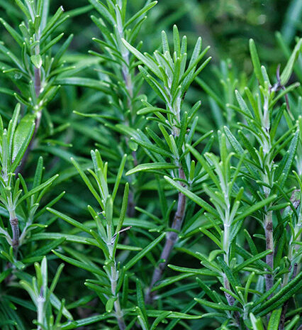 Rosemary Herbs