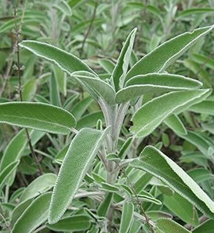 Sage Herbs