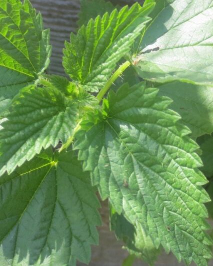 Stinging Neetle Herb
