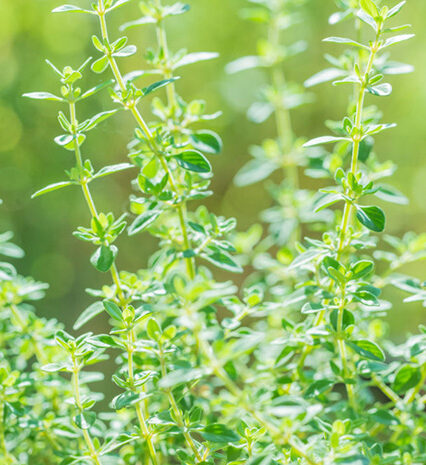 Thyme Herb